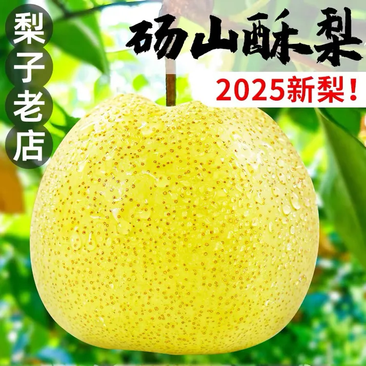 正宗砀山酥梨脆甜爆汁皮薄多汁当季水果老梨树梨子