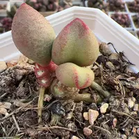 实生新品双头纯木质桩多肉植物水泡