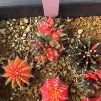 24-0504泰国发货多肉