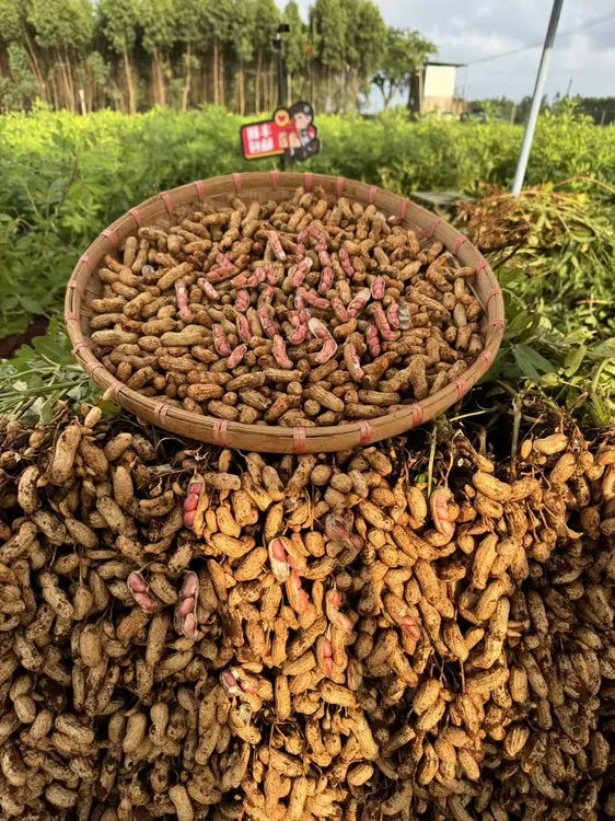 顺丰包邮红皮花生新鲜现挖带壳湿花生可水煮生吃当季红皮粉皮花生