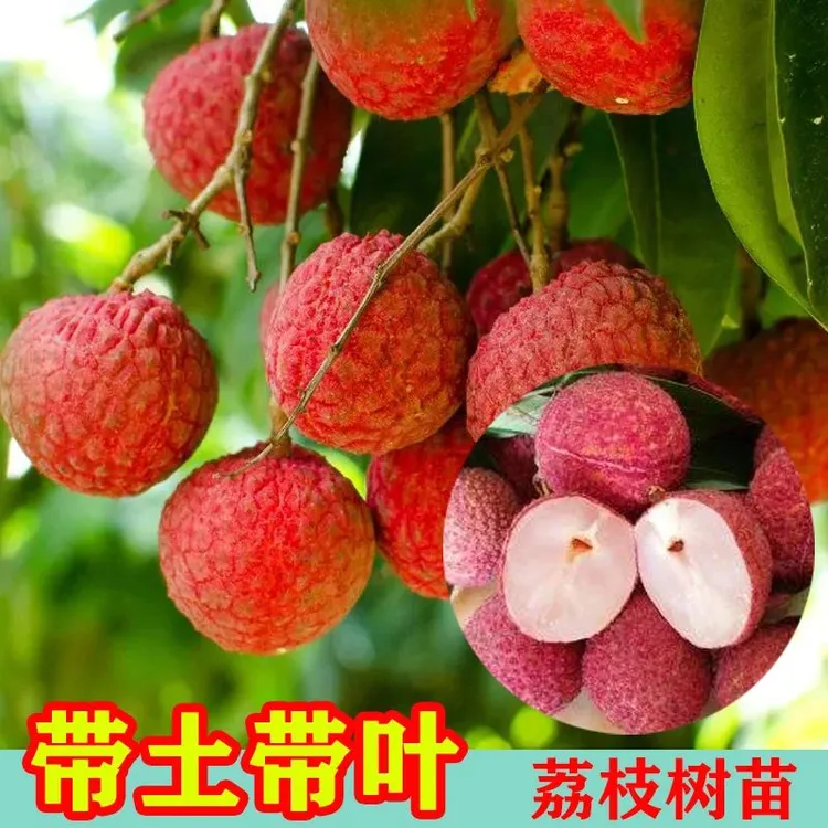 新品种无核荔枝苗带土带叶嫁接桂味盆栽地栽仙进奉早熟南方果树苗