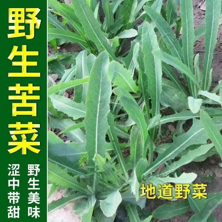 苦麻菜种子野生曲曲菜种子苦菜子苦葛麻曲麻菜四季播种营养种子