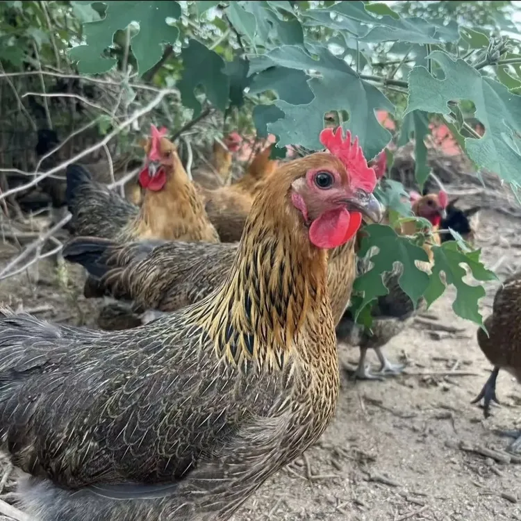 红瑶青脚土鸡 宠物鸡公母可选包活到家高产蛋王