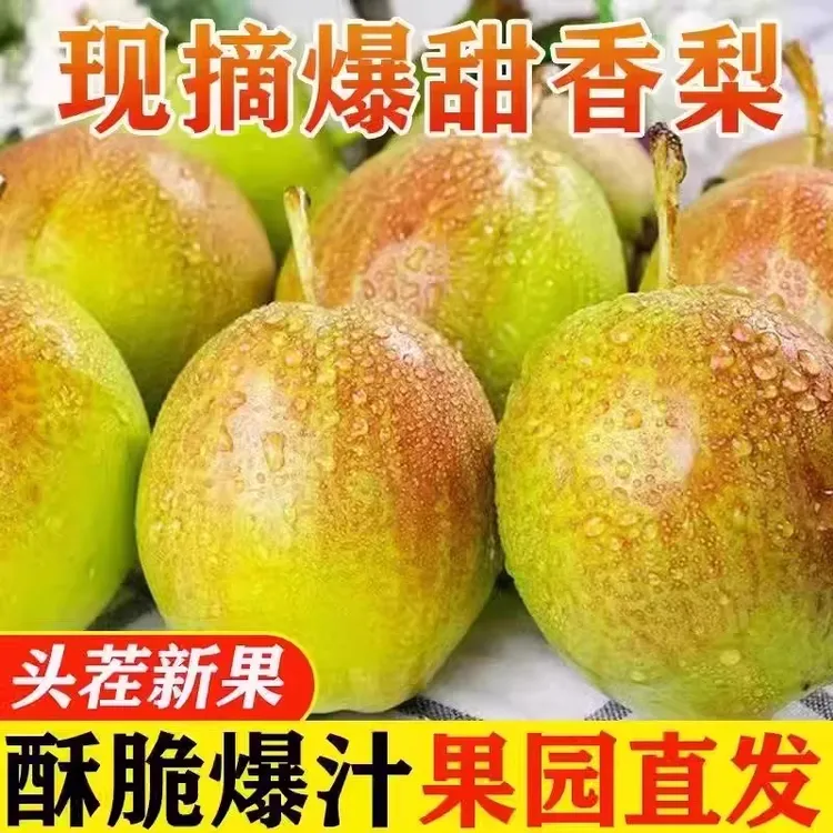 顺丰包邮正宗新疆库尔勒蜂糖李香梨新鲜水果产地直发