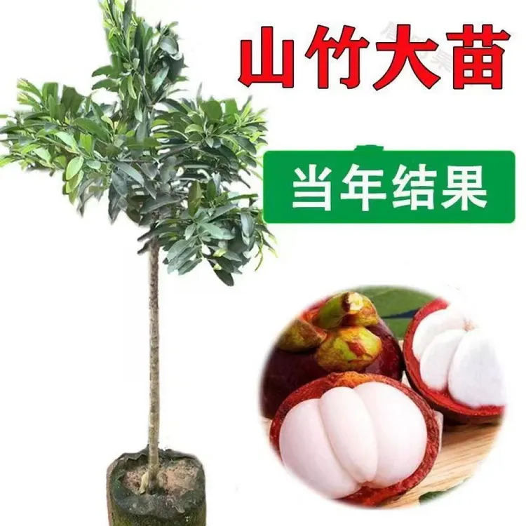 新品种无籽山竹苗当年结果泰国山竹带叶带土杯发货南北方可以种植