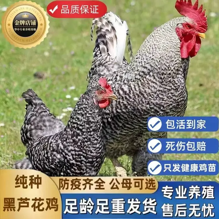 纯种汶上芦花鸡活苗半大鸡苗高产绿壳蛋黑芦花鸡活体脱温鸡苗包邮