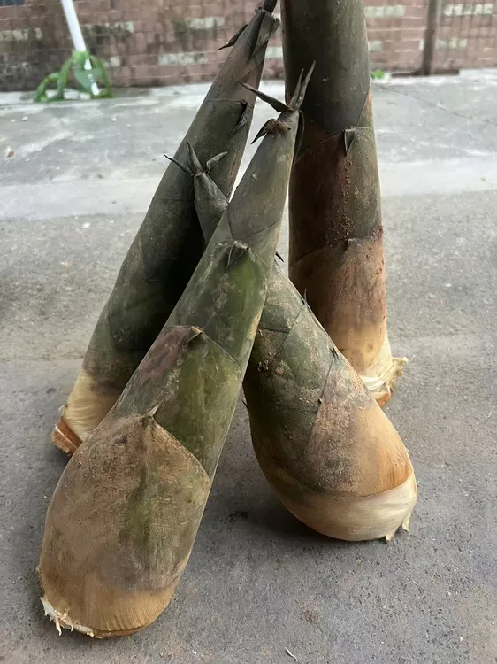 新鲜现挖广东当季大头笋苦笋麻竹笋带壳嫩笋尖