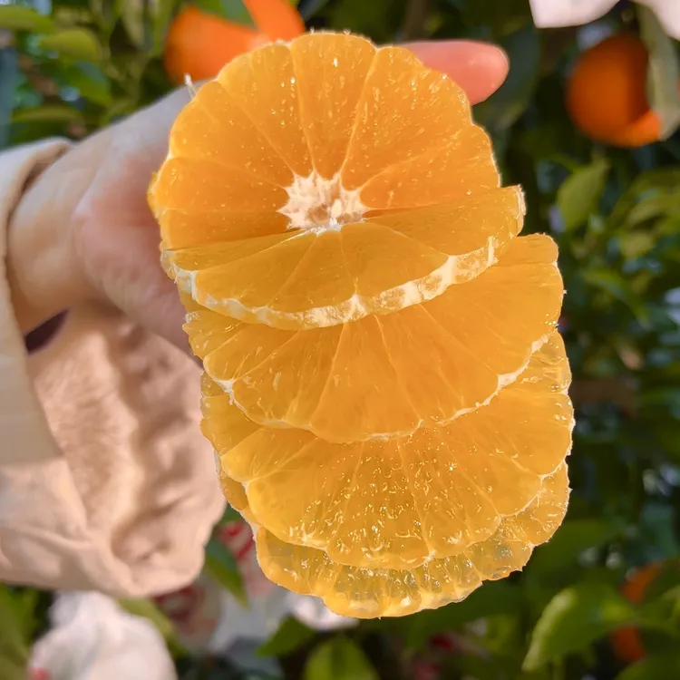 四川爱媛38号果冻橙新鲜多汁细嫩爽口当季水果果园直发坏果包赔