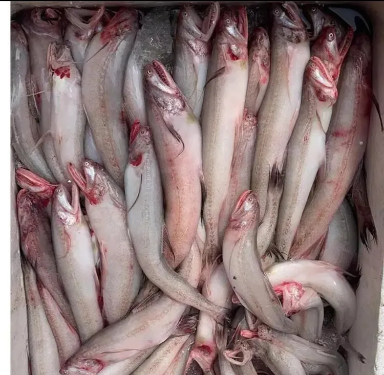 惠来神泉港澳角码头小竹排扫莲鱼船捕捞豆腐鱼（龙头鱼）现场代购。