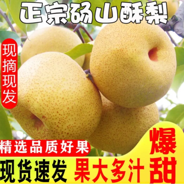 （顺丰包邮） 现采现发  正宗砀山酥梨 冰糖雪梨 爆汁纯甜 皮薄母梨