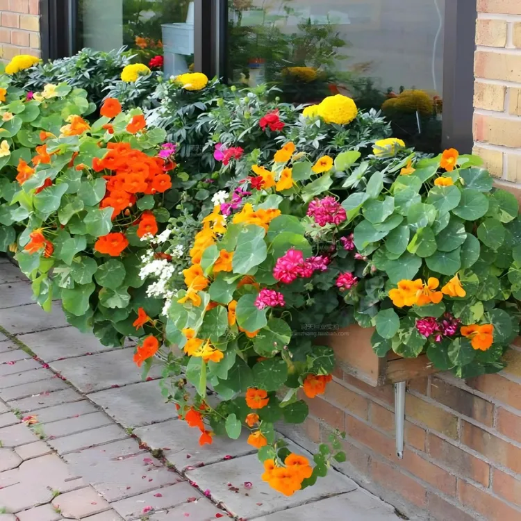 【新疆包邮】四季旱金莲种子旱荷花种垂吊爬藤花卉种籽室内阳台盆