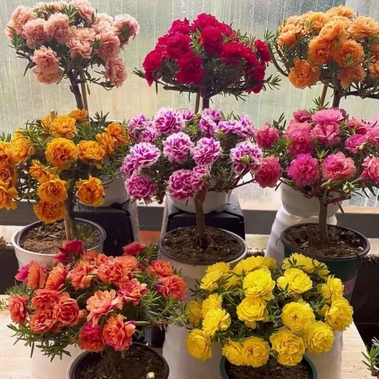 太阳老桩多色重瓣耐寒庭院四季开花盆栽带根花卉阳台太阳花苗带根