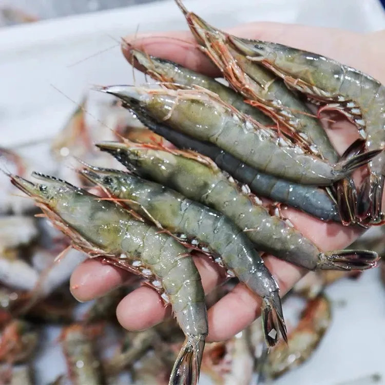 舟山船冻青壳滑皮虾 小条虾  舟山内港海捕  顺丰速运