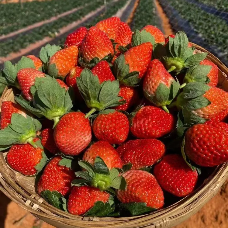 （顺丰空运）云南露天草莓新鲜采摘孕妈妈水果精选特大果3斤包邮