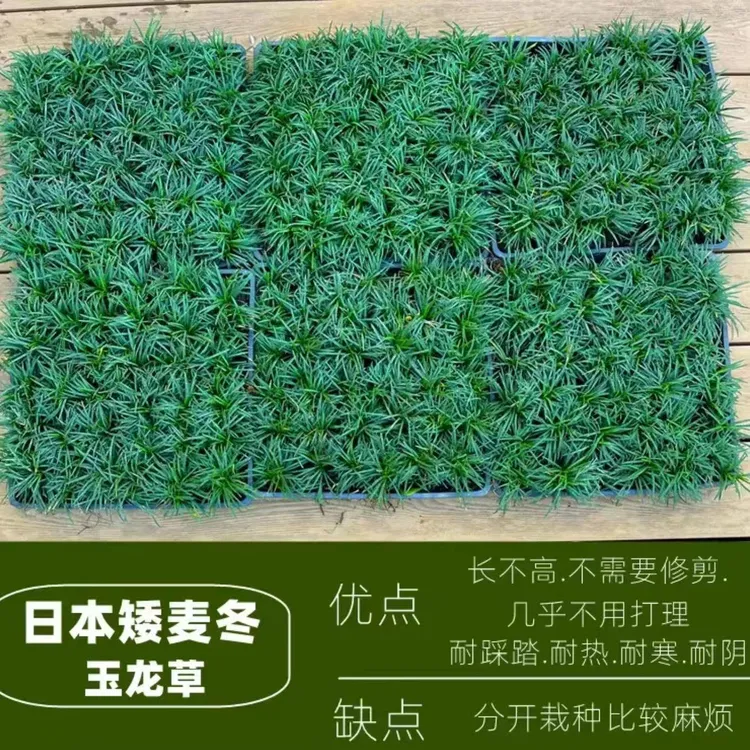 日本矮生麦冬草玉龙草托盘四季常青细叶麦冬庭院别墅小区工程绿化