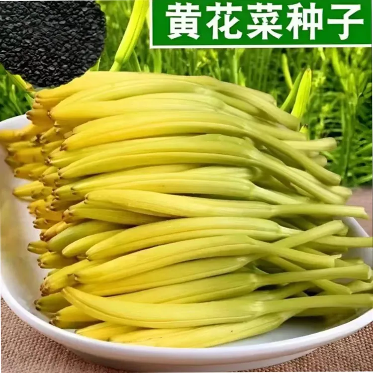 黄花菜种子四季播种金针菜补脑菜安神菜蔬菜种子