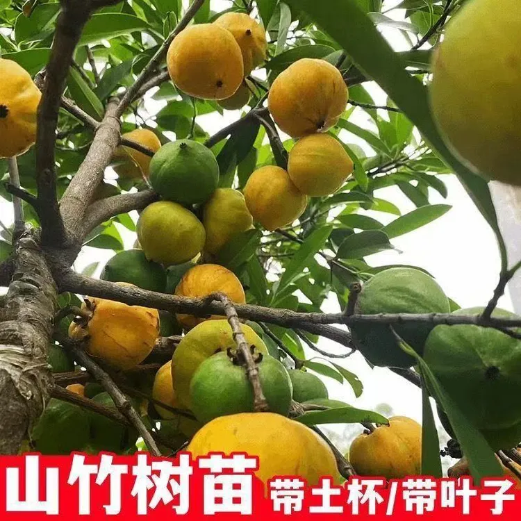 正宗黄金山竹果树果苗苗带土带叶树形好看适合南北方盆栽地栽包邮