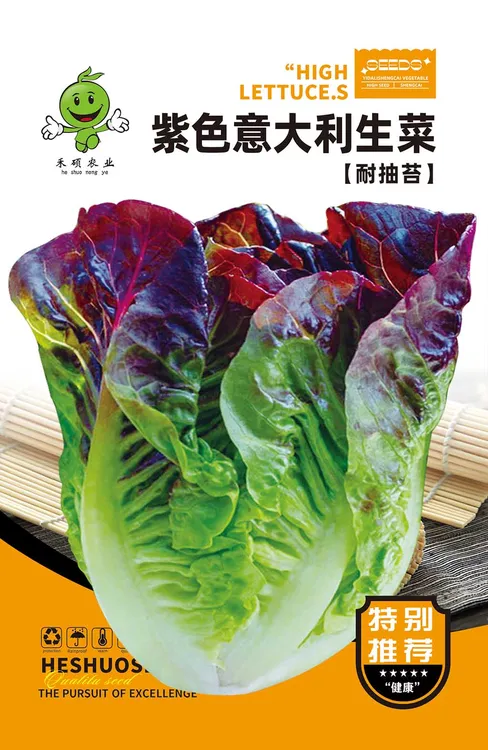 紫色意大利生菜富含花青素可生吃耐热工厂自营新款种子（拍2送1）