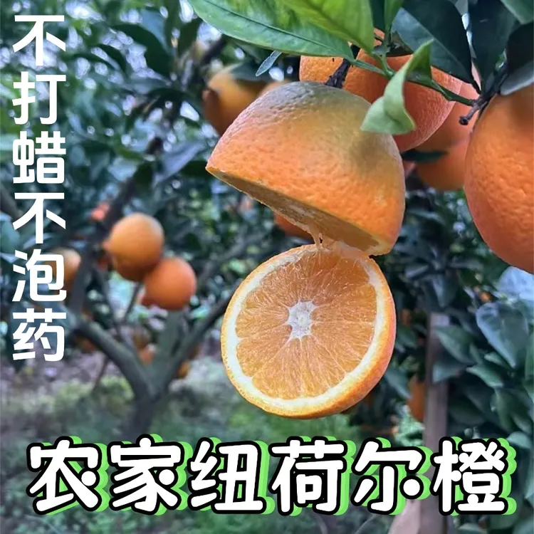 湖北纽荷尔脐橙时令应季水果5斤9斤新鲜橙子甜橙多汁现摘现发包邮