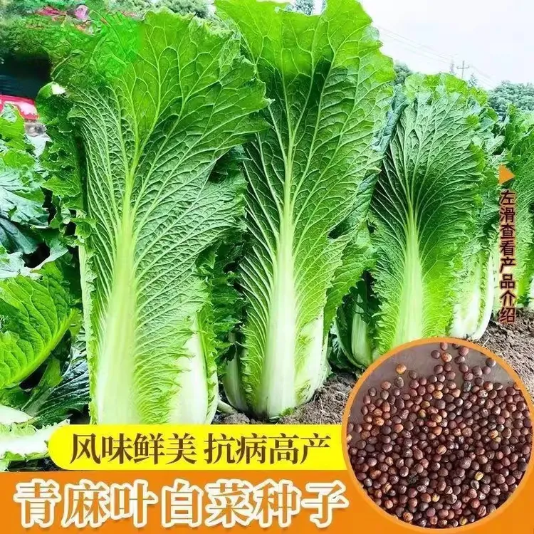 天津青麻叶白菜大白菜种子四季播庭院种阳台机场蔬菜种子