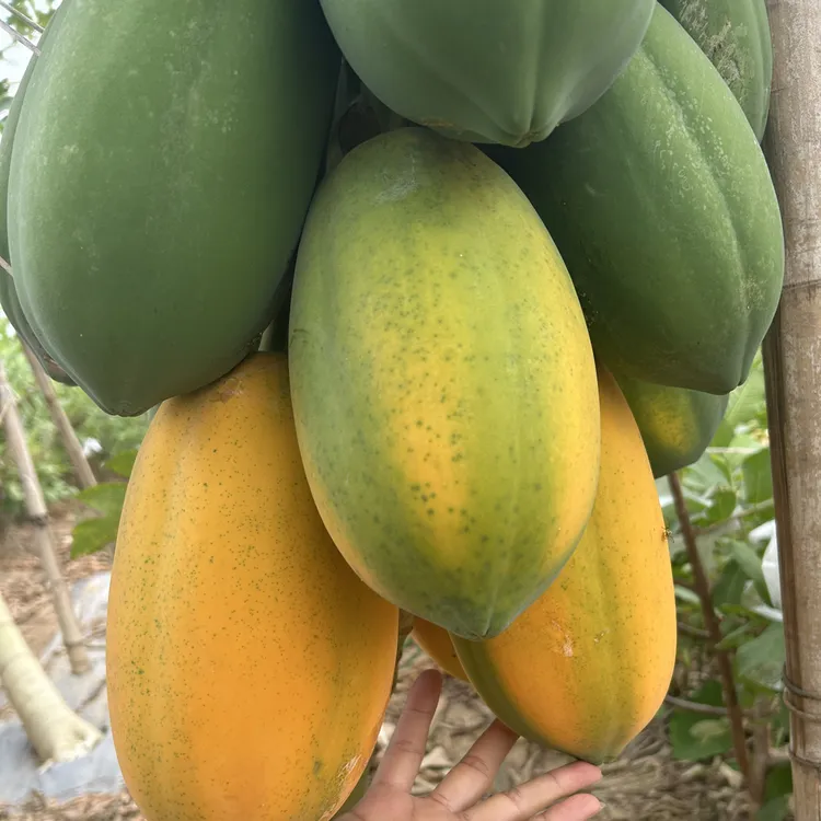 正宗南沙冰糖木瓜