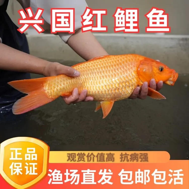 兴国红鲤鱼苗淡水养殖食用耐活冷水活体鲤鱼苗观赏鱼大红锦鲤鱼苗