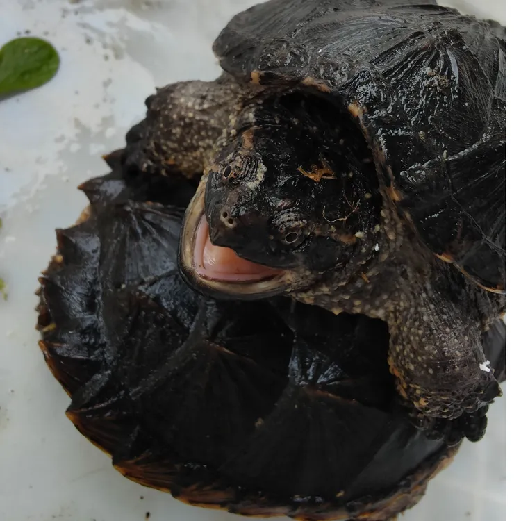 小亚成鳄龟 冷水养殖  包活到手