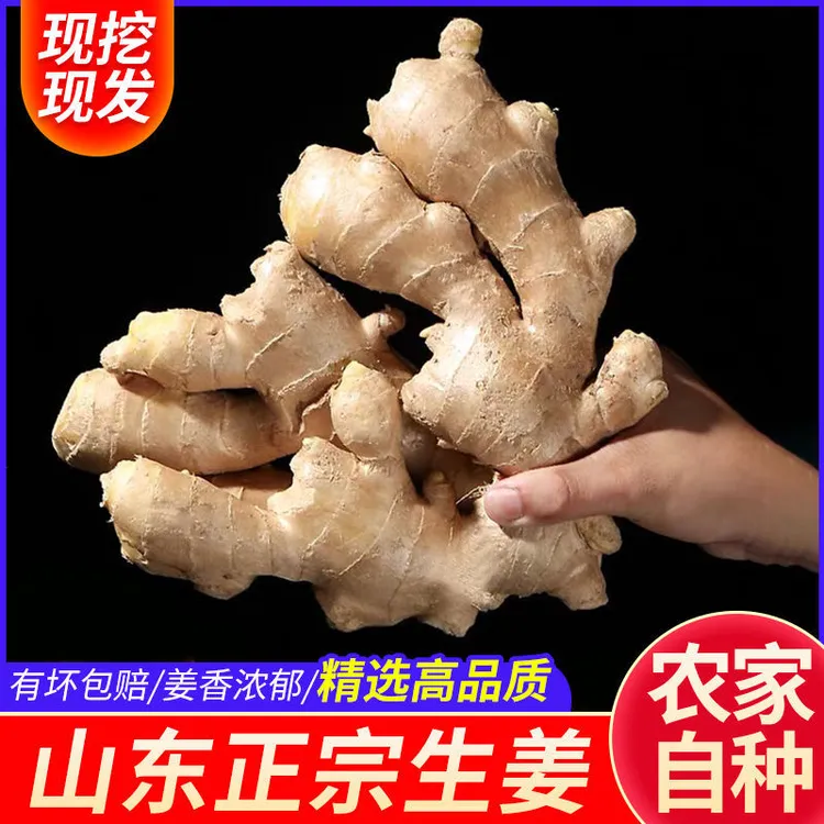 【现货秒发】山东新鲜整片大黄姜高品质干姜生姜批发价老姜种批发