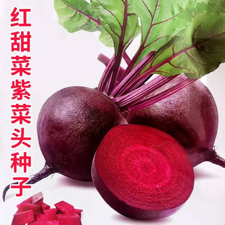 甜菜种子种籽孑甜菜根红甜菜头四季蔬菜盆栽籽种菜籽甜菜根籽田菜