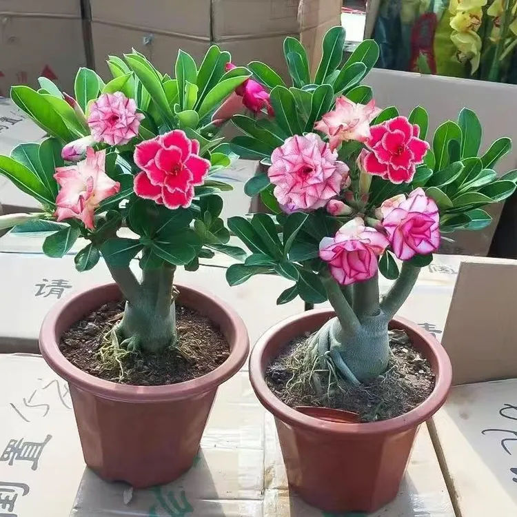 不开花包赔沙漠玫瑰耐热室内四季开花花卉盆栽客厅花卉绿植盆栽