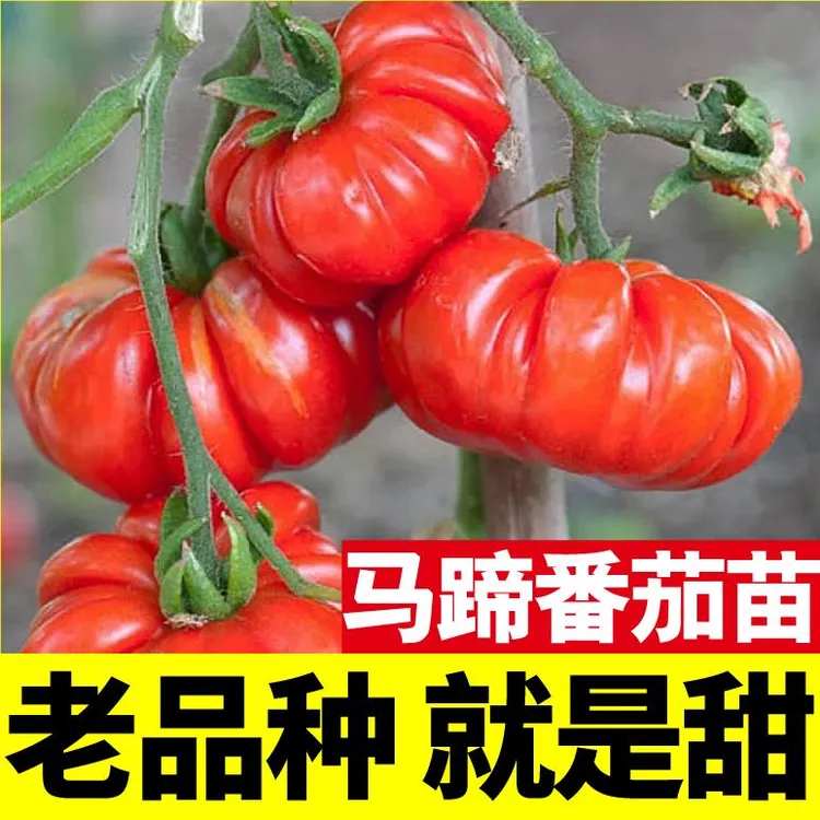 老品种马蹄番茄苗秧丑柿子牛排西红柿种子四季盆栽阳台春秋蔬菜苗