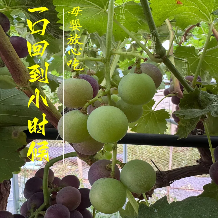 正宗大泽山巨峰葡萄新鲜采摘产地直发顺丰发货山东特产大泽山葡萄