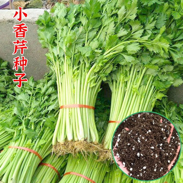 四季小香芹种子芹菜种籽四季阳台盆栽农家蔬菜孑