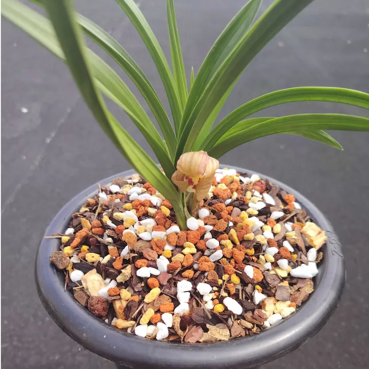 【正宗精品】春兰掌上明珠