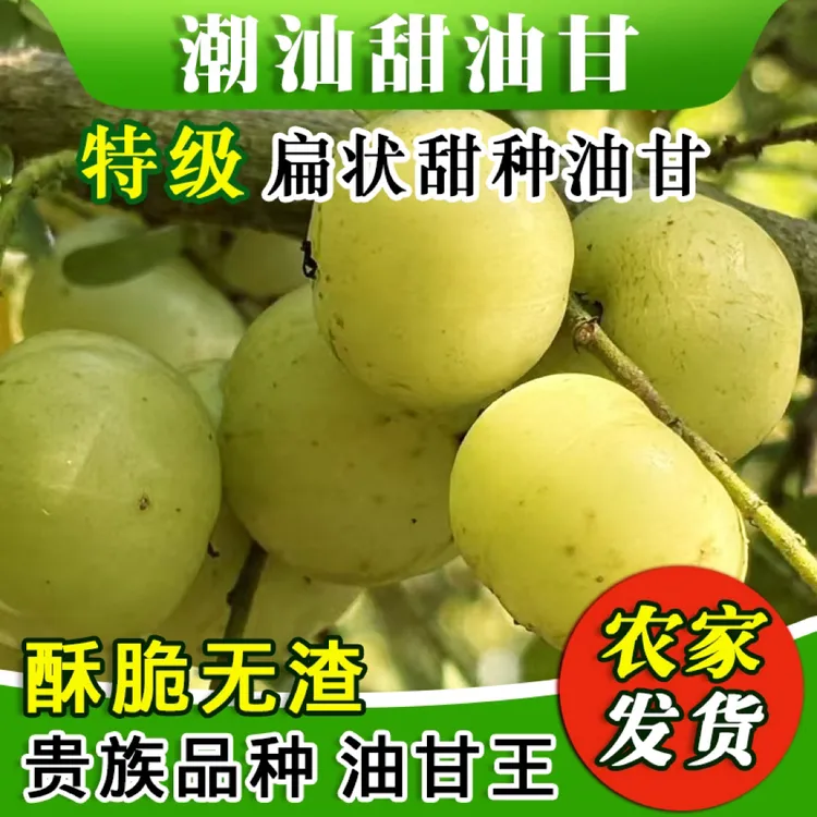 标哥惠州汤泉潮汕油甘果余甘果牛甘果生吃榨汁煲汤省内包邮