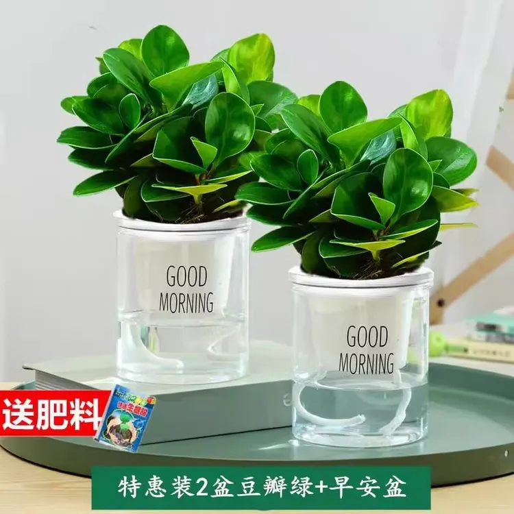 豆瓣绿大金钻净化空气四季常青水培铜钱草