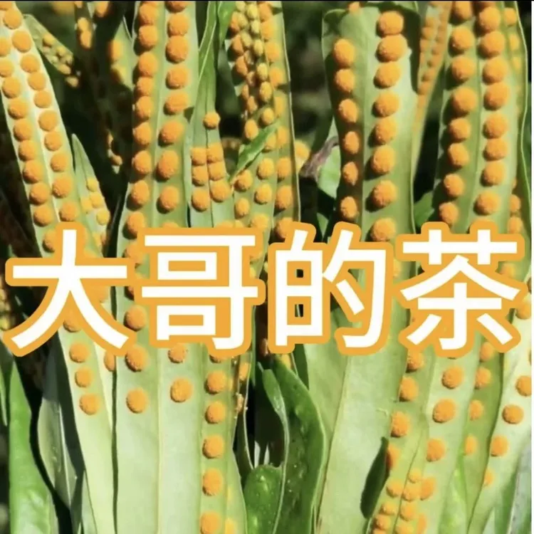 新货速抢】肾精茶正宗野生纯天然无硫肾精草嗷嗷叫茶化石草茶
