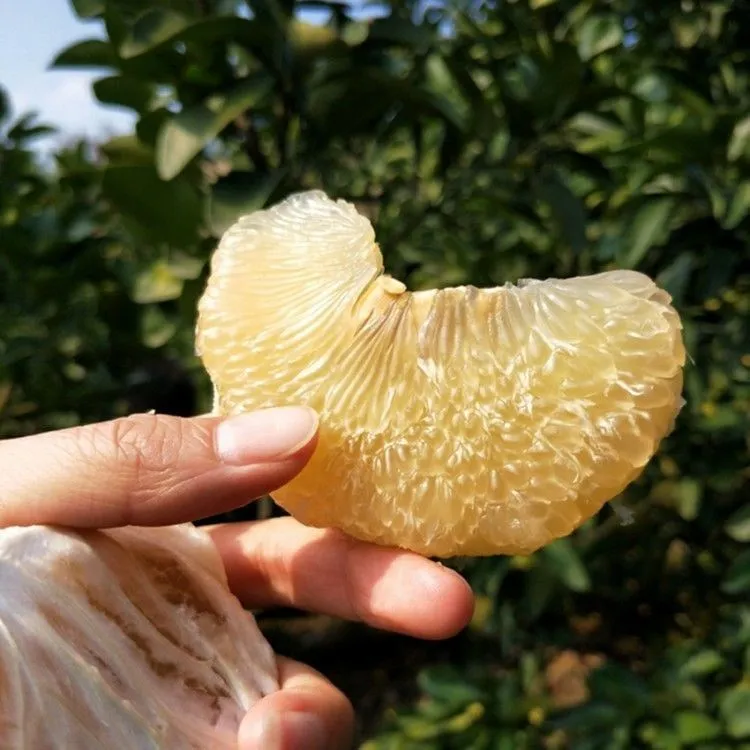 台州玉环文旦柚苗嫁接柚子苗文旦柚子树苗庭院地栽盆栽果树苗