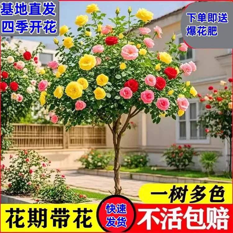 多色棒棒糖树桩月季阳台欧月树状老桩玫瑰花浓香四季庭院开花盆栽