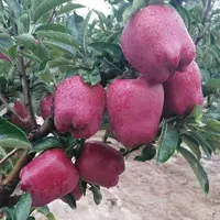 【小林子助农】甘肃天水花牛苹果新鲜当季水果脆粉两吃香甜