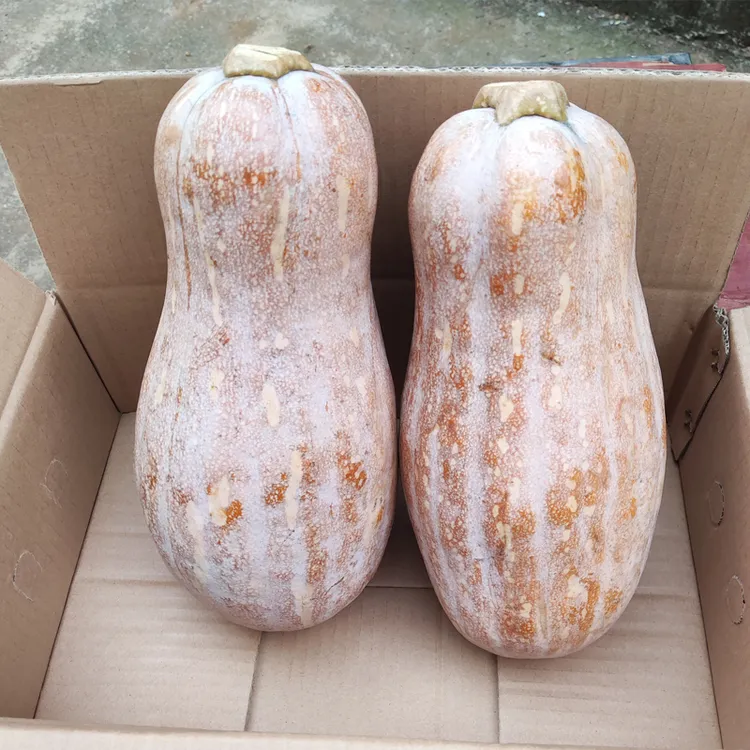 广西老南瓜农家自种当季新鲜粉面甜糯小宝宝辅食整箱蒸煮密本南瓜