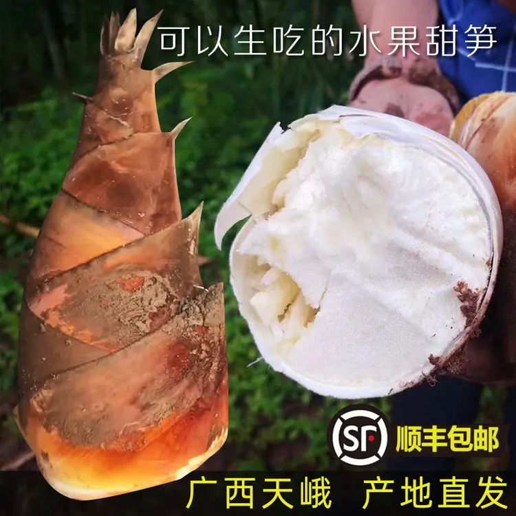 广西新鲜龙甜笋可生吃水果笋产地现挖现发煲汤鲜嫩食材顺丰包邮
