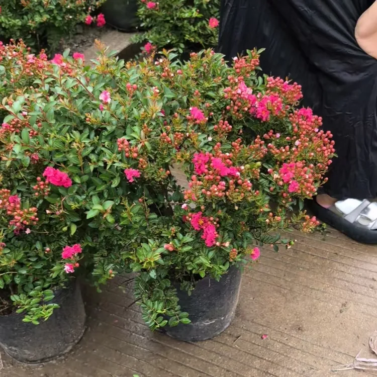 红花金紫薇玲珑红花期长花量大盆栽地栽室外阳台花期长耐寒耐热