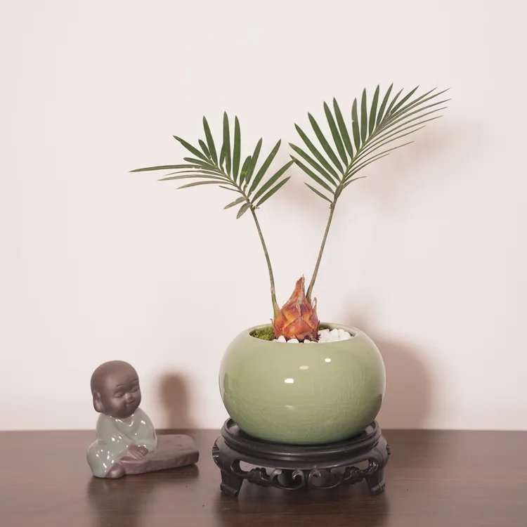 【铁树宝宝】铁树迷你苏铁自然盆景绿植茶桌好养办公室桌面禅意室内