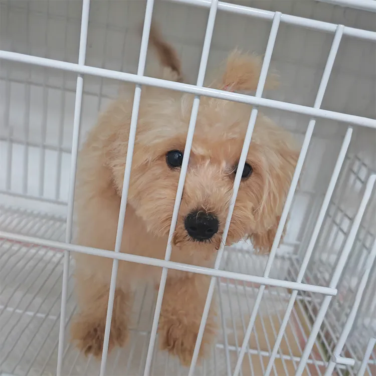 泰迪熊萌宠狗狗小型犬家庭陪伴犬