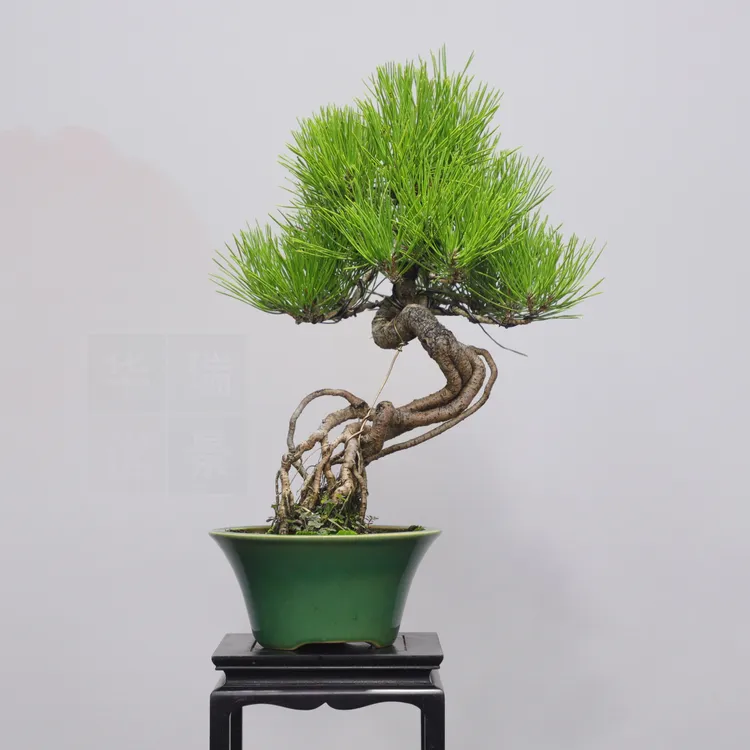 黑松老桩栀子花地柏米叶罗汉松小叶瓜子黄杨精品造型盆景开花植物