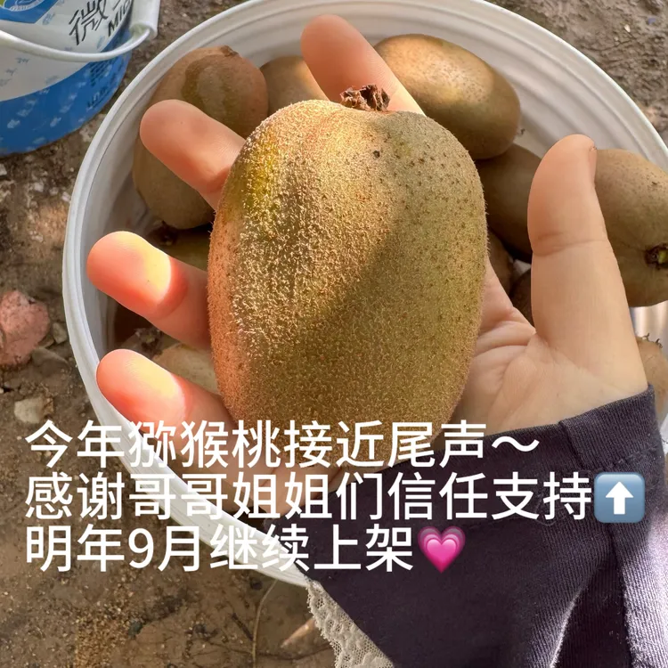 淄博碧玉香甜绿心猕猴桃应季新鲜野生猕猴桃现摘顺丰包邮奇异果