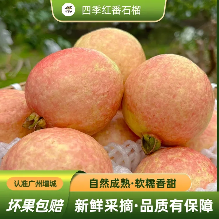 【顺丰包邮】广州增城胭脂红番石榴鸡屎果红皮红肉新鲜采摘当天发货