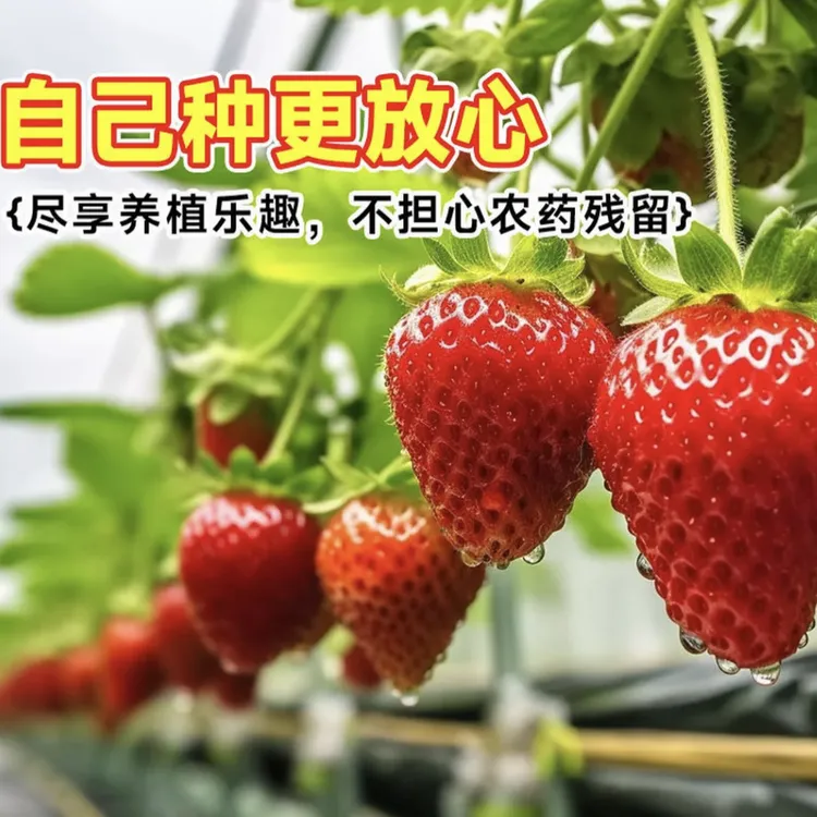 『白杯4杯包邮』建德白露草莓秧苗四季种植南北方盆栽地栽原盆原土