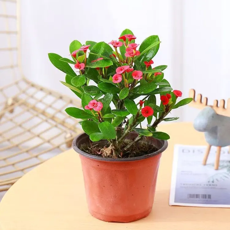 虎刺梅铁海棠绿植花卉室内办公室阳台盆栽四季开花好养